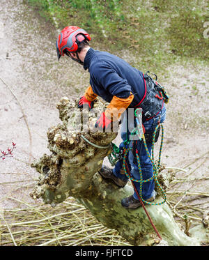 Surgeon man in red helmet cutting sycamore tree Stock Photo