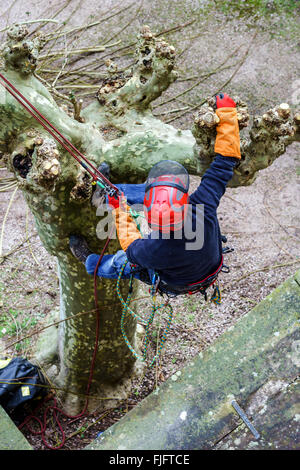 Surgeon man in red helmet cutting sycamore tree Stock Photo