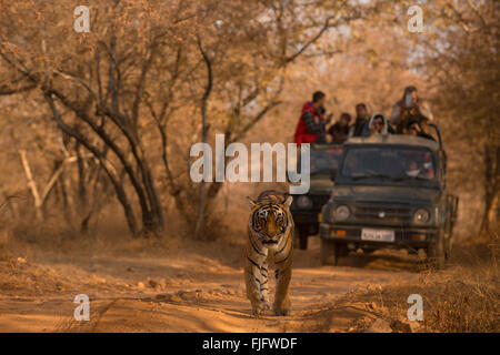 Wild Bengal tiger walking head on a forest track in the dry jungles of Ranthambhore in India with tourist vehicles following Stock Photo