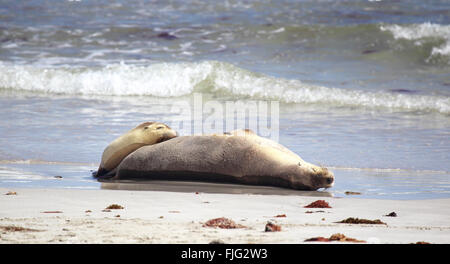 Australian sea lions (Neophoca cinerea) on the beach at Seal Bay, Kangaroo Island, South Australia, Australia. Stock Photo