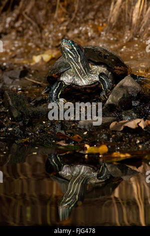 Red-eared Slider Turtle beside a pond in Metropolitan park, Republic of Panama. Stock Photo