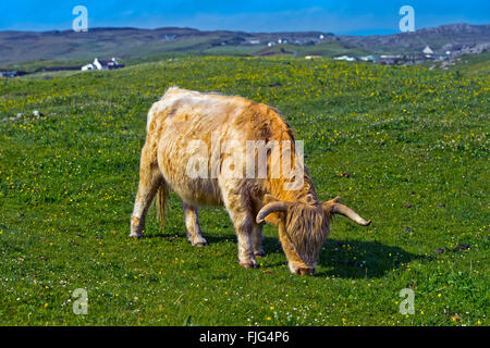 Highland Cattle or Kyloe grazing in a pasture, Scotland, United Kingdom Stock Photo