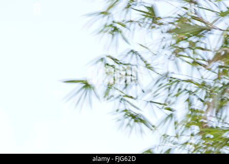 Bamboo leaves (Bambuseae), in the wind Stock Photo