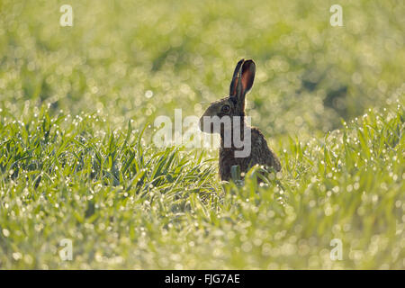 Brown Hare / European Hare / Feldhase ( Lepus europaeus ) sitting in a field of winter wheat, thousands of dewdrops sparkling. Stock Photo