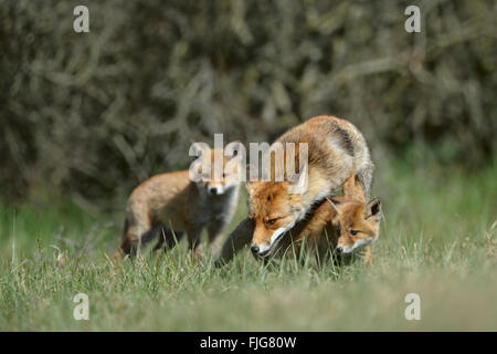 Red Foxes / Rotfuechse ( Vulpes vulpes ), vixen with two cubs, fox family plays together in the grass in front of some bushes. Stock Photo
