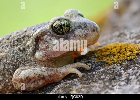 Common Midwife Toad / Geburtshelferkröte ( Alytes obstetricans ), close up, headshot, detailed view on its vertical pupils. Stock Photo