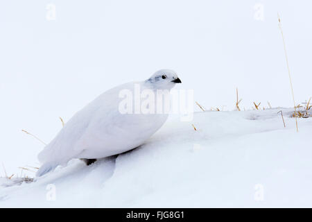 Rock ptarmigan (Lagopus mutus), sitting well camouflaged in the snow, Hafelekar, Innsbruck, Tyrol, Austria Stock Photo