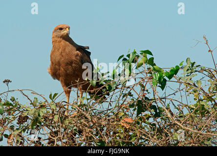 Savanna Hawk (Buteogallus meridionalis), Pantanal, Mato Grosso, Brazil Stock Photo