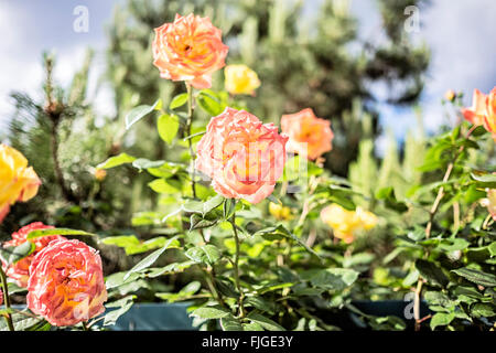 Orange and yellow roses in Beijing Stock Photo