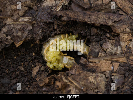 Macro image of centipede holding and protecting eggs / larvae in soil Stock Photo