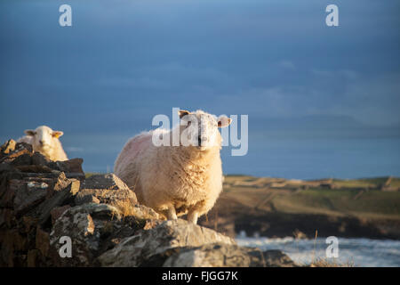 A sheep on the west coast of Ireland Stock Photo