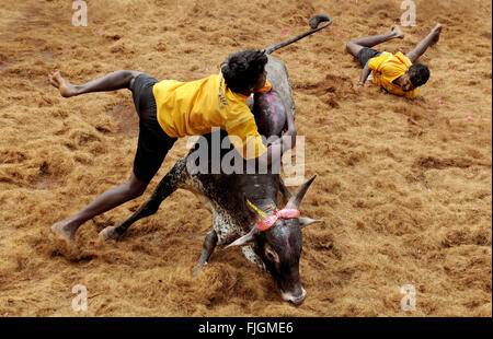 Jallikattu / Taming the bull is a 2000 year old sport in Tamilnadu,India.It happens during Pongal celebration. Stock Photo