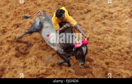 Jallikattu / Taming the bull is a 2000 year old sport in Tamilnadu, India.It happens during pongal ( harvest festival ) celebration. Alanganallur. Stock Photo