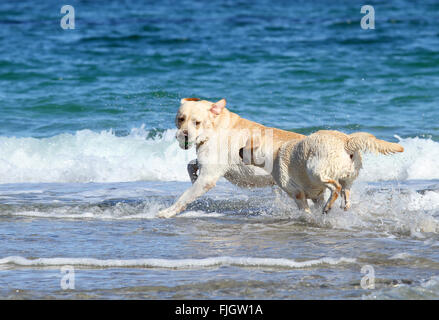 two yellow labradors at the sea with a ball Stock Photo - Alamy