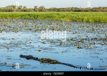 Saltwater crocodile (crocodylus porosus) in wetlands with waterlilies in Kakadu National Park, Northern Territory, NT, Australia Stock Photo