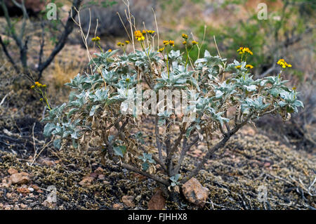 Yellow Brittlebrush (Encelia farinosa) flower in focus in Anza-Borrego ...