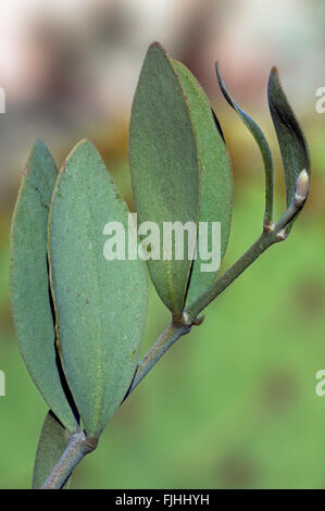 Jojoba (Simmondsia chinensis / Buxus chinensis) keeping leaves at right angles with sun to reduce evaporation of water, Arizona Stock Photo