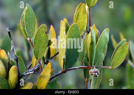 Jojoba (Simmondsia chinensis / Buxus chinensis) keeping leaves at right angles with sun to reduce evaporation of water, Arizona Stock Photo