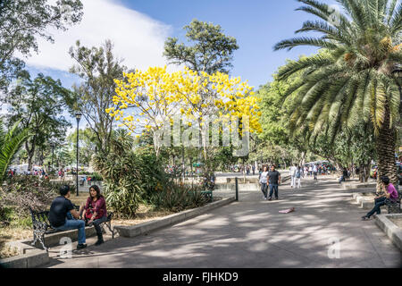 joyous spring scene Llano park Oaxaca with bright yellow blooming Acacia trees & couples strolling sitting in dappled sunshine Stock Photo