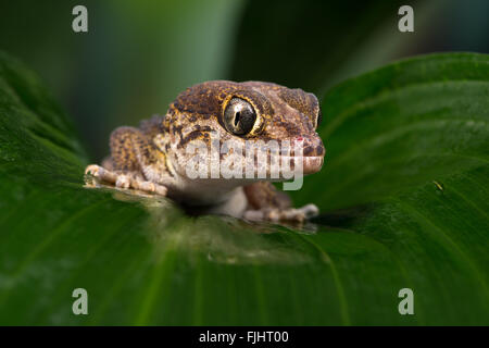 Madagascan Ground Gecko (Paroedura Pictus) Stock Photo