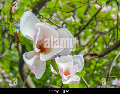 white magnolia flower closeup Stock Photo