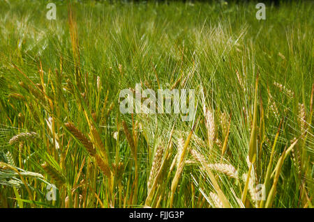 Barley field with ears that are getting yellow Stock Photo