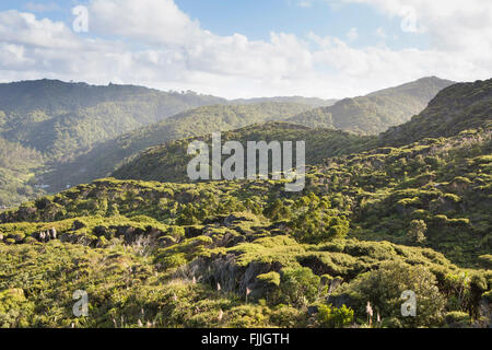 NZ Auckland walk in Waitakere ranges hills over karekare beach near piha beaches. Stock Photo