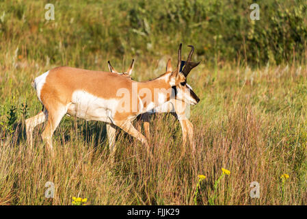 Pronghorn antelope in Custer State Park in South Dakota Stock Photo