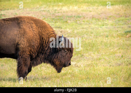 View of a single bison in Custer State Park, South Dakota Stock Photo