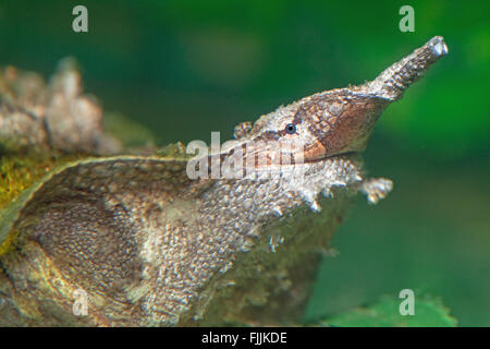 Matamata or Mata mata (Chelus fimbriata). Head portrait. Long snout with nostrils, eye, mouth and lateral side flap. Stock Photo