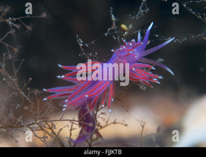 a small purple invertebrate slips on the seabed Stock Photo