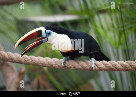 Red-billed Toucan (Ramphastos tucanus). Stock Photo