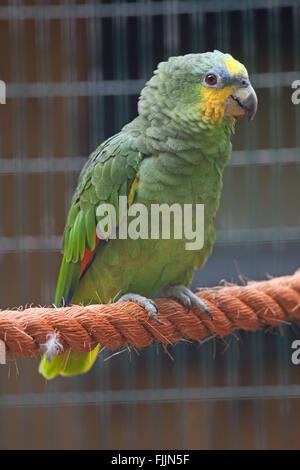 Orange-winged Amazon Parrot (Amazona amazonica). Pet. Native to areas of tropical South America. Stock Photo