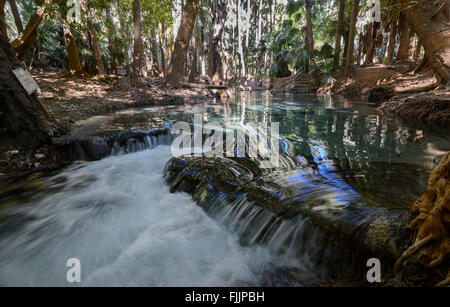 Mataranka Hot Springs, Northern Territory, Australia Stock Photo