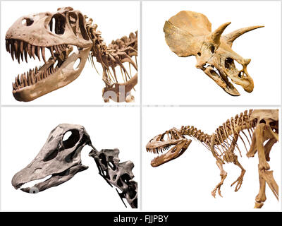 Set of dinosaurs skeleton T-Rex, Diplodocus, Triceratops, on white isolated background. Stock Photo