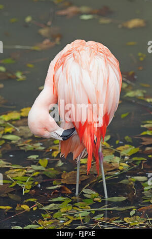 Chilean Flamingo (Phoenicopterus chilensis). Preening. Feather care and maintenance. Stock Photo