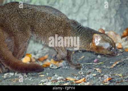 Jaguarundi (Puma yagouaroundi). Grey phase. Shy reclusive small cat, found in Central, and much of South America east of Andes. Stock Photo
