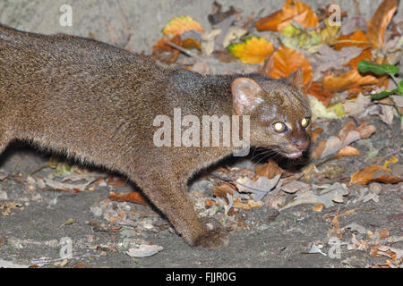 Jaguarundi (Puma yagouaroundi). Grey colour phase. Small cat native to South America. Stock Photo