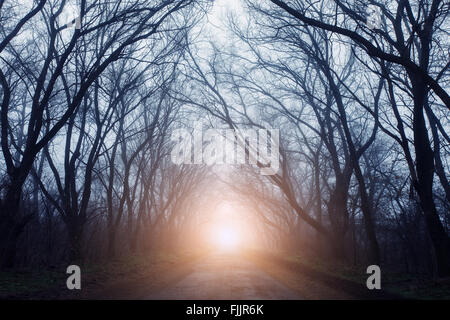 The road passing through scary mysterious forest with yellow light in fog in autumn. Magic trees. Nature misty landscape Stock Photo