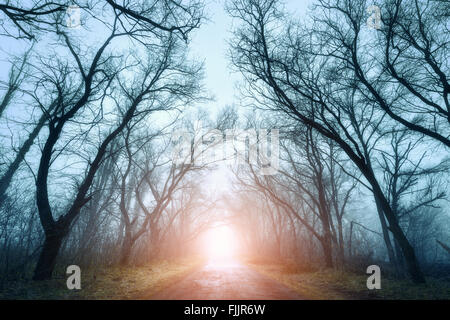 The road passing through scary mysterious forest with red light in fog in autumn. Magic trees. Nature misty landscape Stock Photo