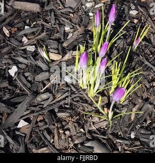 First crocus bulb flower emerging through the ground in early spring Stock Photo