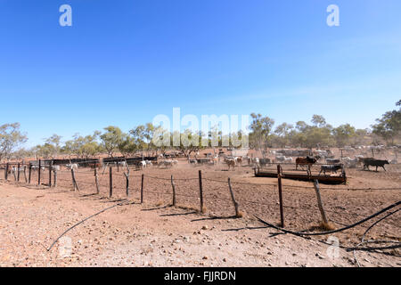 West Leichhardt Cattle Station, Queensland, QLD, Australia Stock Photo