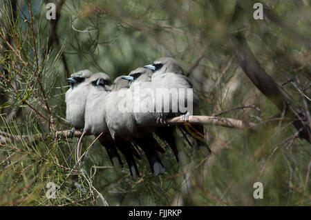Black-faced Woodswallow (Artamus cinereus), Alice Springs Desert Park, Northern Territory, Australia Stock Photo