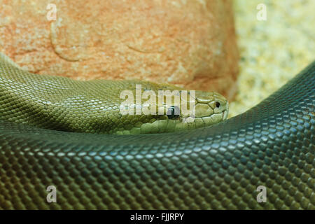 Olive Python (Liasis olivaceous), Alice Springs Reptile Centre, Northern Territory, Australia