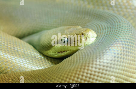 Olive Python (Liasis olivaceous), Alice Springs Reptile Centre, Northern Territory, Australia
