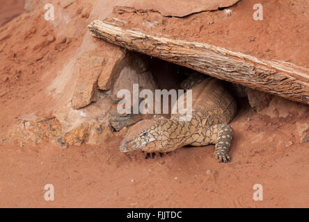 Perentie (Varanus giganteus), Alice Springs Reptile Centre, Northern Territory, Australia Stock Photo