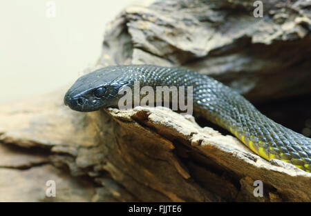 Inland Taipan or Fierce Snake (Oxyuranus microlepidotus), Alice Springs Reptile Centre, Northern Territory, Australia Stock Photo