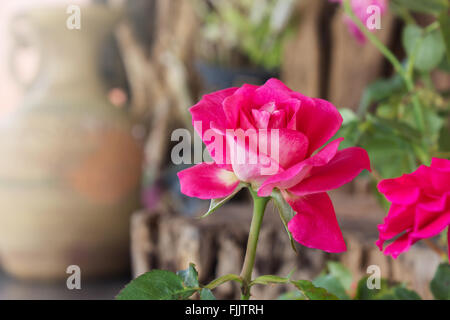 Beautiful sweet pink rose flower in nature Stock Photo