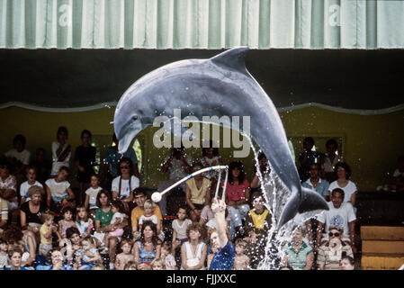 Brookfield, Illinois, USA, 1st August, 1986 Bottlenose dolphins (Tursiops truncatus) put on the show as guided by their trainers at the Brookfield Zoo. Credit: Mark Reinstein Stock Photo