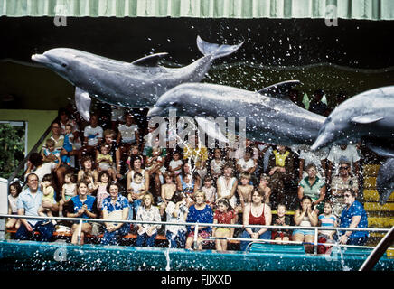 Brookfield, Illinois, USA 1st August, 1986 Bottlenose dolphins (Tursiops truncatus) put on the show as guided by their trainers at the Brookfield Zoo. Credit: Mark Reinstein Stock Photo